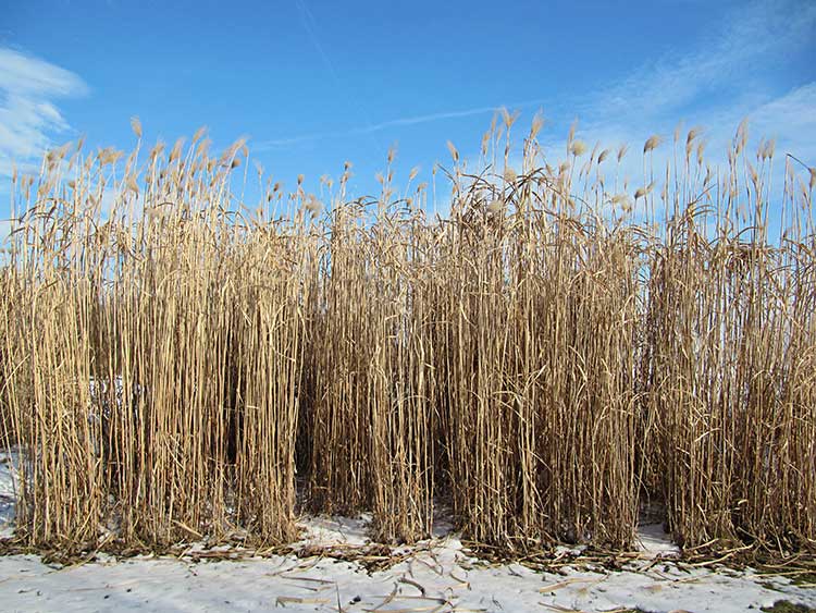 Abbildung zum Fachartikel »Miscanthus: Alternatives Heizen mit nachwachsendem Rohstoff«