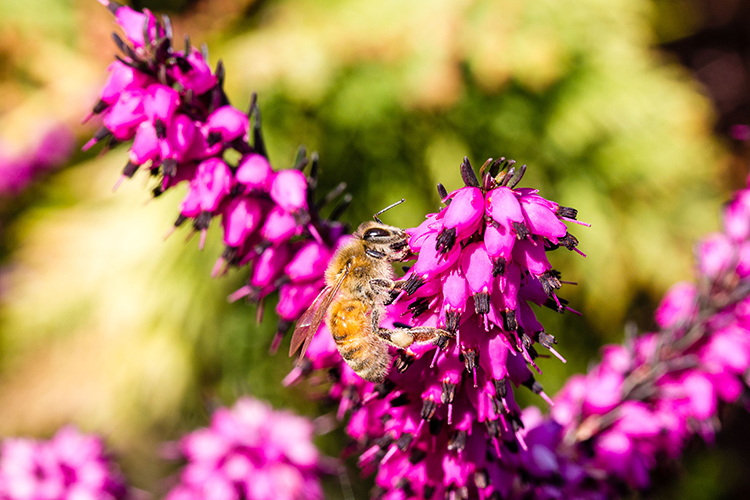 Nektarsammelnde Frühlings-Seidenbiene (Colletes cunicularius)  (Foto: Johannes Kaufmann/JKI) 
