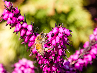 Braunschweig will Wildbienenhauptstadt Deutschlands werden