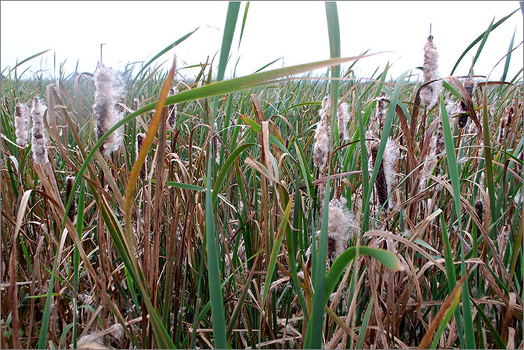 Die Wasser- und Sumpfpflanze Typha wächst schnell und insbesondere in Moorgebieten, die im Nordwesten Deutschlands häufig sind (&copy; 3N Kompetenzzentrum e.V.) 