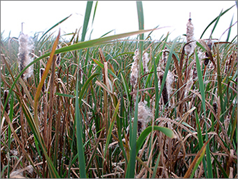 Jade Hochschule erforscht Wärmedämmstoffe aus Typha-Pflanze