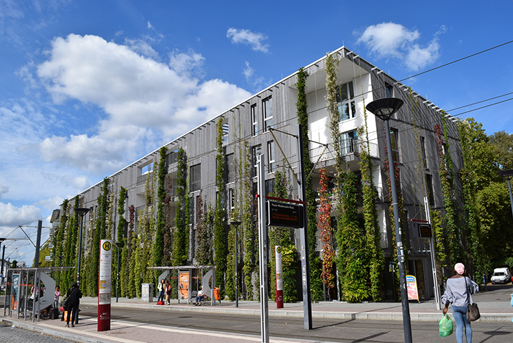 Begrünte Fassaden als Klimafolgenanpassungsmaßnahme (Foto: Gunter Mann) 