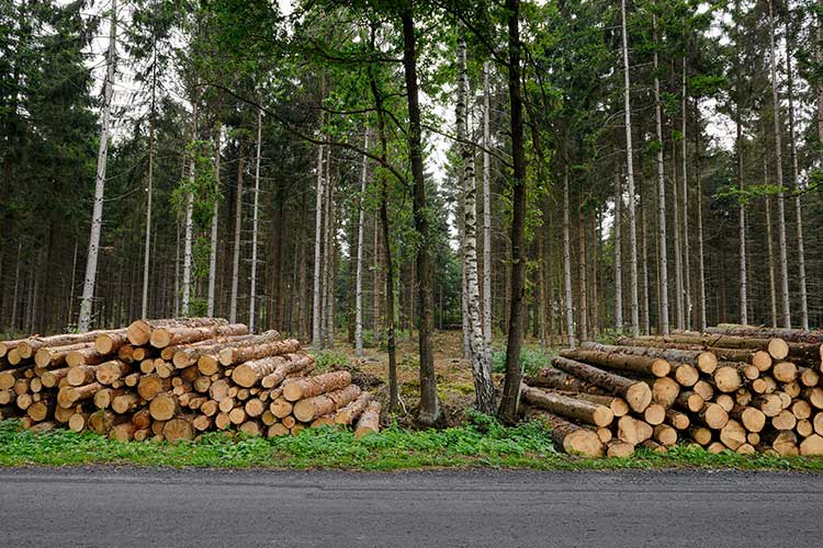 Software-Tool zeigt Kommunen CO2-Einsparpotenziale durch Holzbau auf 