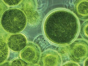 Biofilm für die Hauswand
