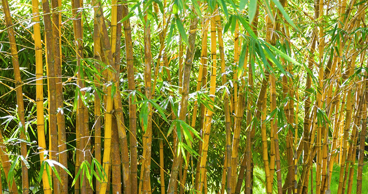 Bambus © iStock