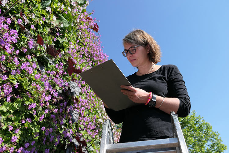 Projekte »SmartGreen« und »BiodivFassade« erforschen den Nutzen von vertikalem Grün 
