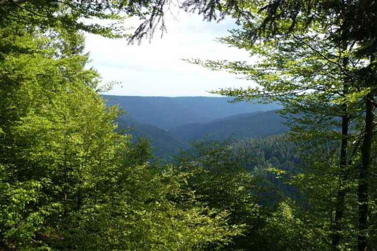 Holznutzung im Südwesten: noch nicht ausgereizt 