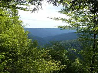 Holznutzung im Südwesten: noch nicht ausgereizt