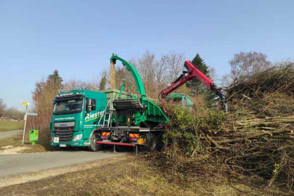 Holznutzung im Südwesten: noch nicht ausgereizt 