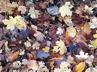 Was tun mit dem Herbstlaub aus der Stadt?