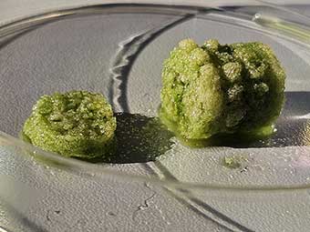 Biobeton und biogene Baumaterialien mit Cyanobakterien