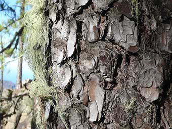 Holz-Brandschutzbeschichtung, von der Natur inspiriert
