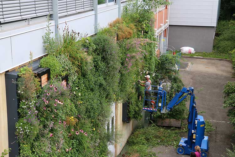 Pflege der »wilden Klimawand« an einem Bürogebäude am Fraunhofer-Campus in Stuttgart-Vaihingen 