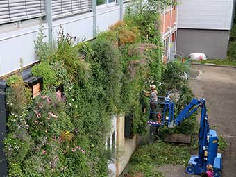 Neuer Leitfaden für biodiversitätsfördernde Fassadenbegrünung